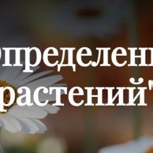 Определение растений (Ксения Дудова)